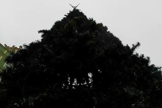 Kryzysowa choinka miejska w Szczecinie