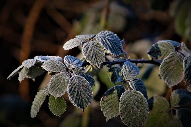 Pogoda oszalała! Zimny szok na przełomie maja i czerwca. Przymrozki nawet do -5°C