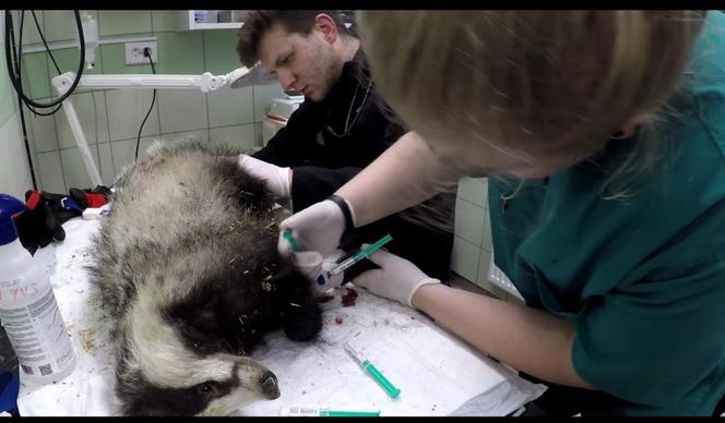 Pozszywali borsuka Karola