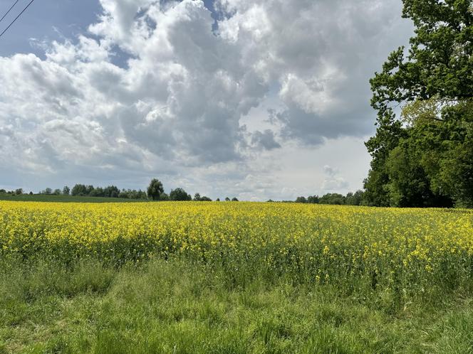 Chcesz zdjęcie? To się pospiesz! Rzepaki powoli zaczynają przekwitać [GALERIA]