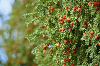 Rośliny trujące dla psa