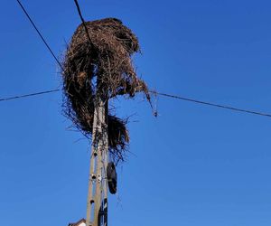 Deszcz uszkodził dom bocianiej rodziny w Krutyni