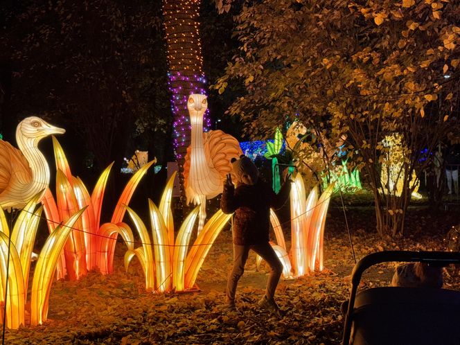 Garden of Lights we Wrocławiu