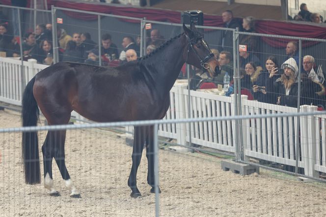 Czempionat Koni Ras Szlachetnych i Pokaz Ogierów Hodowlanych w Radzionkowie