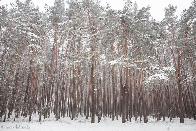 Czarniecka Góra - klimatyczna wieś w Świętokrzyskiem