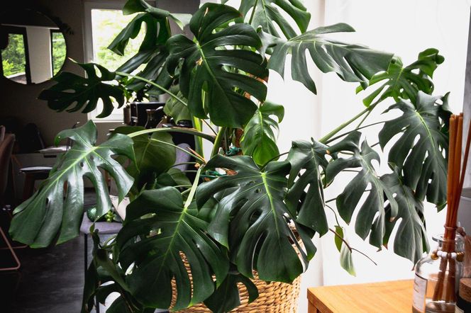 Monstera deliciosa