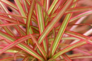 Dracena obrzeżona, Dracena marginata