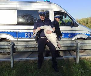 Policjanci uratowali łabędzia. Ptak błąkał się po zabrzańskim odcinku DTŚ