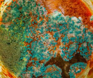 Alergia na grzyby i pleśnie: objawy i leczenie