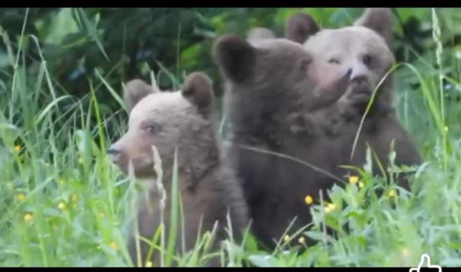 Misie trojaczki bawią się w chowanego
