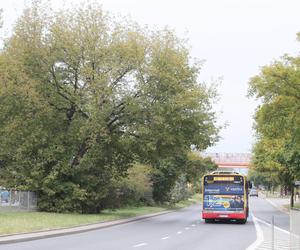 Tramwajarze wytną setki drzew pod budowę trasy tramwajowej do Wilanowa