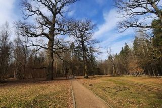 Puszcza Białowieska to idealny pomysł na odwiedziny jesienią