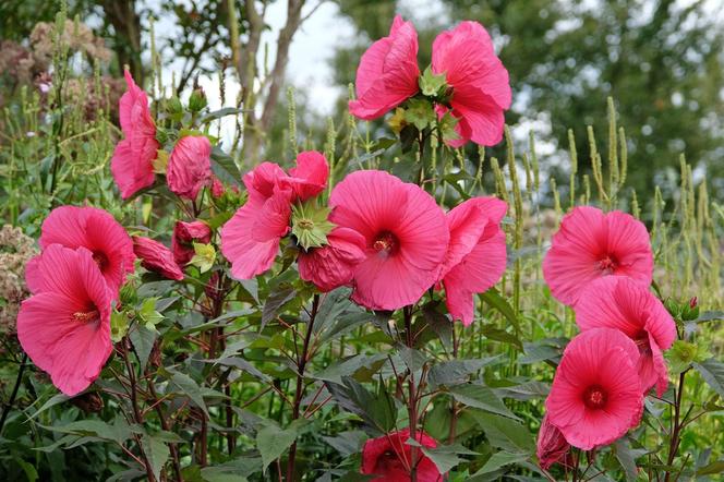 Hibiskus bagienny