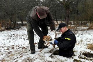 Toruń: Policjanci uratowali młodego dzika ze studni [ZDJĘCIA]