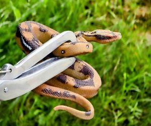 Myśleli, że to wąż gigant. Zaskakujące odkrycie strażników miejskich w Tychach