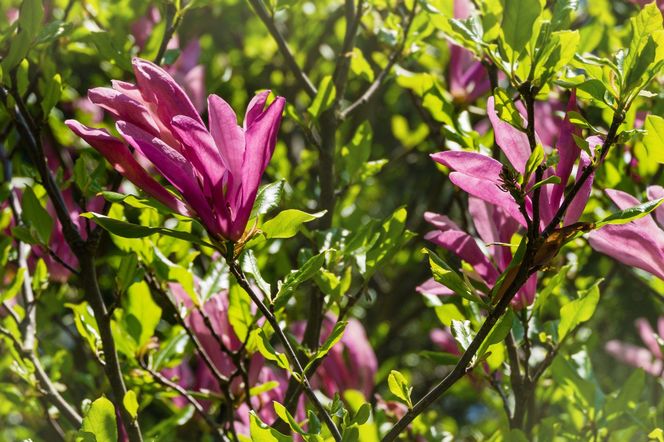 Magnolia 'Susan'