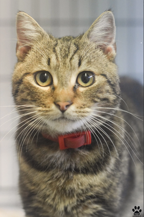Kot do adopcji w zielonogórskim schronisku