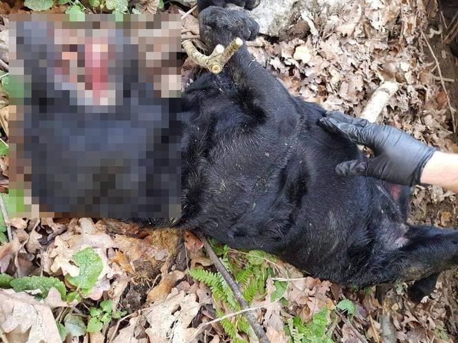 Marian F. zmasakrował labradora. "Rozpaczliwe wycie, trzask łamanych kości"