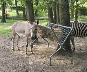 Zaglądamy do mieszkańców bydgoskiego ZOO. Kto mieszka w sercu Myślęcinka?