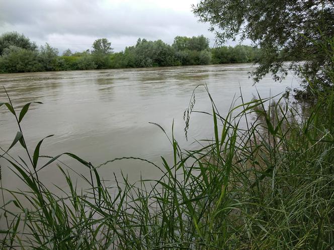 Wysoki Dunajec pod Tarnowem! Biała przy Azotach też przybiera