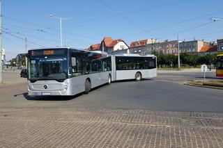 Pierwszy kurs autobusu przegubowego w Grudziądzu