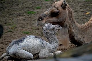 Wielbłądziatko przyszło na świat we wrocławskim zoo