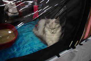 Międzynarodowa Wystawa Kotów Rasowych w Poznaniu