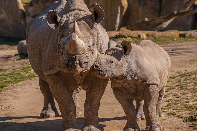 Warszawskie zoo: Urodził się nosorożec
