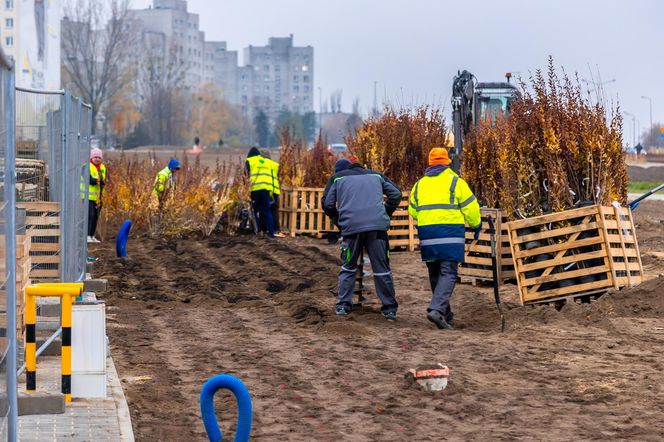 Pierwsze drzewa w parku nad obwodnicą na Ursynowie