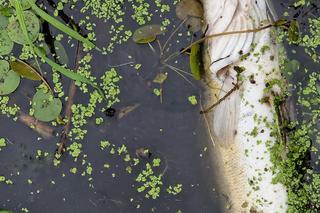 Śnięte ryby w Wiśle w Krakowie! Przyrodnicy alarmują [ZDJĘCIA]