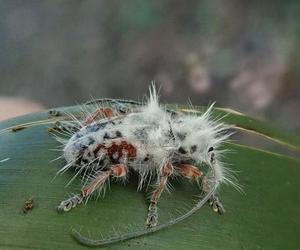 „Rozprysk ptasich odchodów” okazał się nowym gatunkiem chrząszcza. Zaskakujące odkrycie 