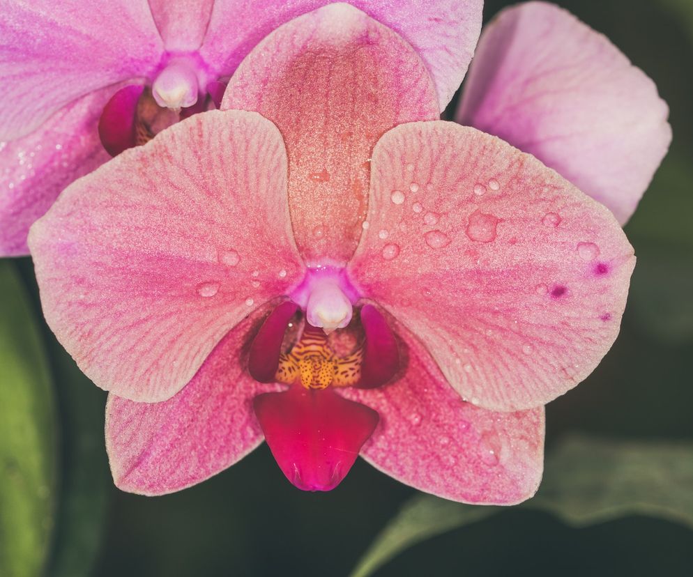 Życzenia imieninowe