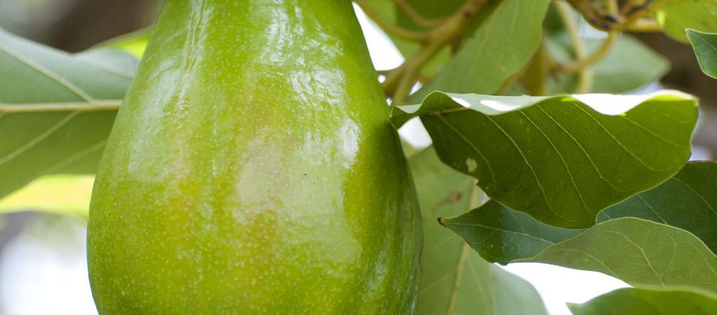 Awokado