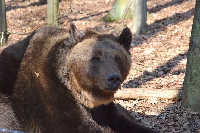 Od dziś wiosna. Ta meteorologiczna. Niedźwiedź w poznańskim ZOO już też nie śpi 