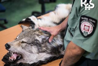 Jest praca w budżetówce na Śląsku! Płacą 4 tys. zł, a to nie wszystko! Lista profitów jest długa, wymagań - niekoniecznie