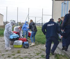 TOZ ratuje koty, których właścicielka zginęła w wypadku