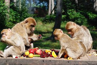 To zoo znajduje się zaledwie godzinę od Szczecina. Co oferuje Ueckermünde Zoo? 