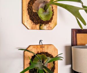 7 paproci idealnych dla zapominalskich – nie podlejesz, a i tak będą zachwycać!