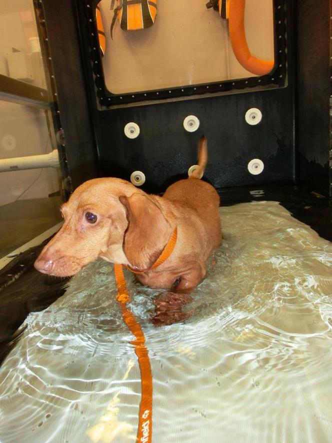 Dennis prawie zmarł z przekarmienia. Jamnik ważył 25 kg! Jak wygląda po intensywnej diecie?