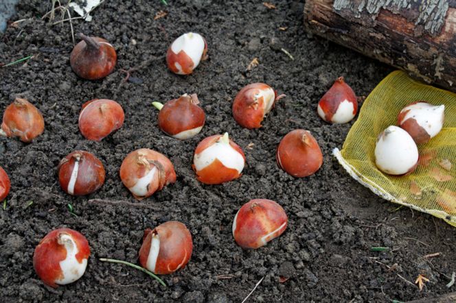 Nie przegap terminu sadzenia cebulek tulipanów. Powoli się zbliża