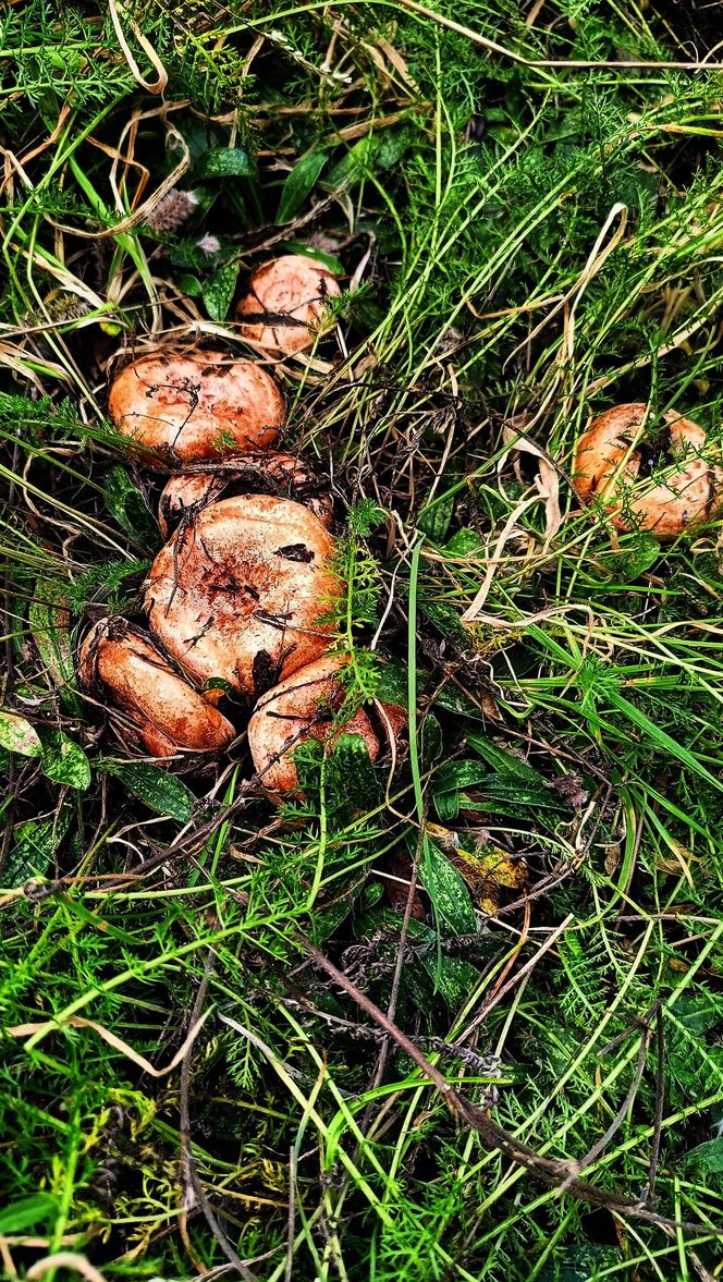 Rydze znalezione na Kaszubach. zdjęcia z grupy bory tucholskie.  Łukasz Węgrzyn