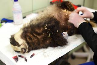 Pozszywali borsuka Karola