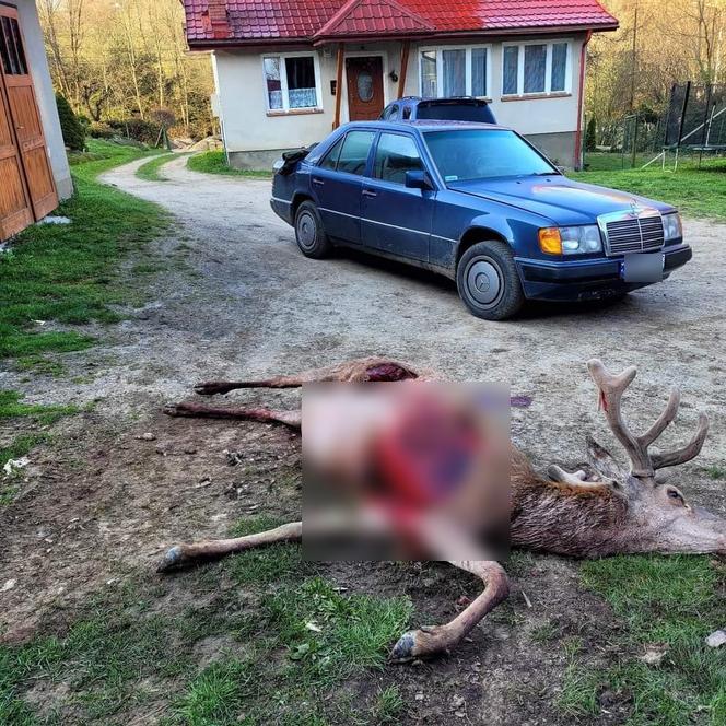 Wili zagryzły jelenia na podwórku w Łobozewie. Tuż obok domu