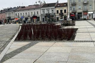 Zielona rewitalizacja Rynku w Kielcach. Jakie są postępy prac?