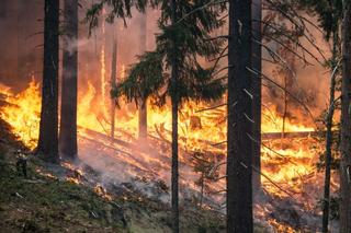 Alertów będzie więcej. Co robić, by w lesie nie doszło do pożaru?