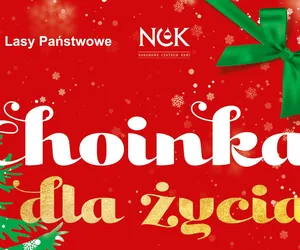 Potrzebujesz choinkę na święta? Oddaj dziś krew i zgarnij świąteczne drzewko od Nadleśnictwa Przedborów!