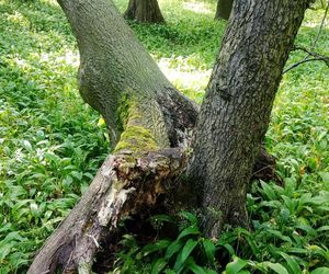 Drzewa w parku Zielona w Dąbrowie Górniczej zaatakował grzyb z Azji. Trwa wycinka