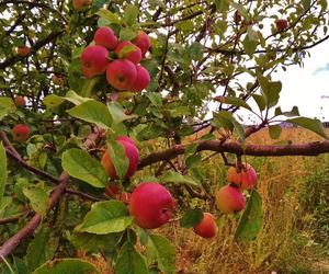 Dożynki lokalnie. Przygotowania do Święta Plonów