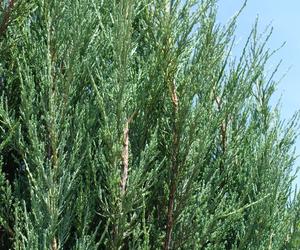 Jałowiec skalny 'Blue Arrow'