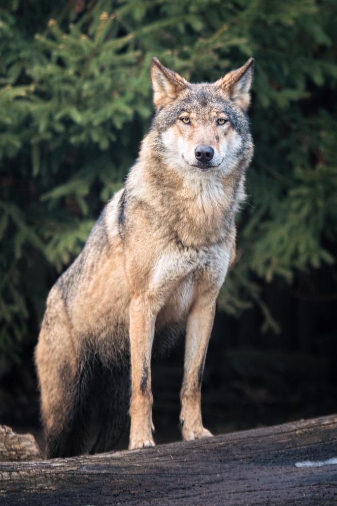 Wilcza Ostoja we wrocławskim zoo